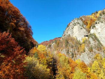 Low angle view of trees against sky during autumn