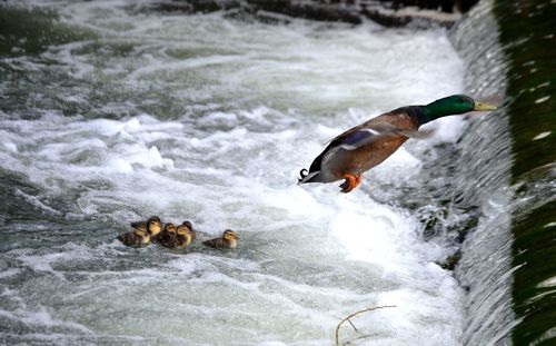 Birds in water