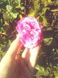 Close-up of hand holding pink rose flower