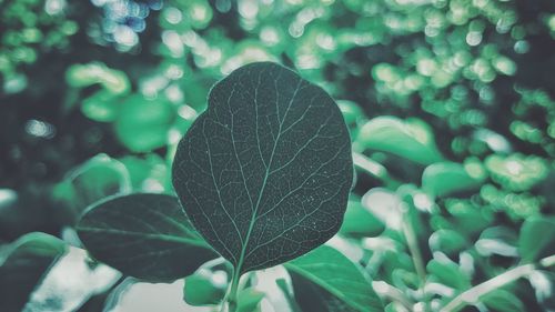 Close-up of plant leaves