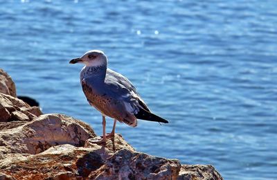 Seagull perching on rock