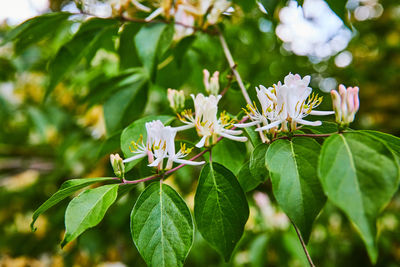 Close-up of flowering plant