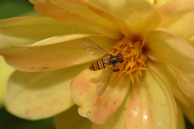 Close-up of bee pollinating on flower