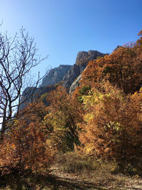 Low angle view of trees against sky during autumn