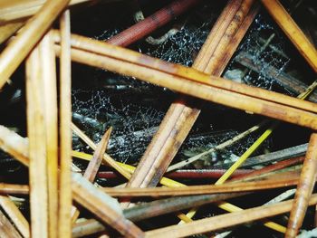 Close-up view of leaves