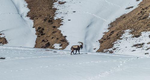 View of a ibex on snow covered field