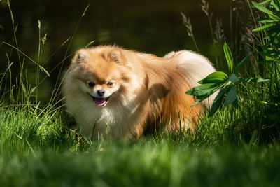 View of a dog on field