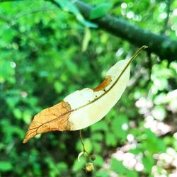 Close-up of butterfly on leaf