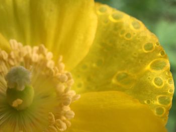 Macro shot of yellow flower