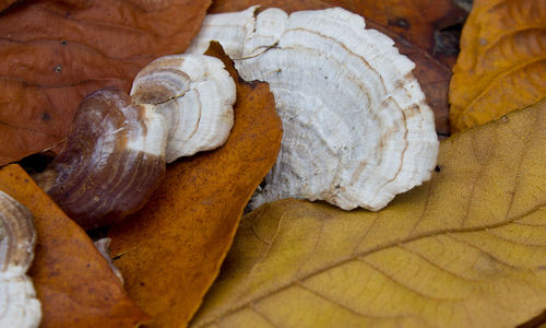 Close-up of food on table