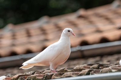 Close-up of seagull perching