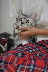 Close-up of cat lying on bed at home