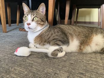 Close-up of cat lying on floor