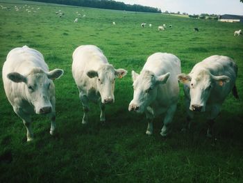Sheep grazing on grassy field