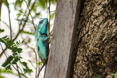 Lizard on tree trunk