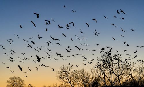 Low angle view of birds flying in sky