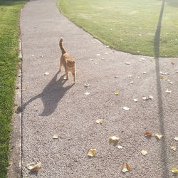 High angle view of dog walking on road