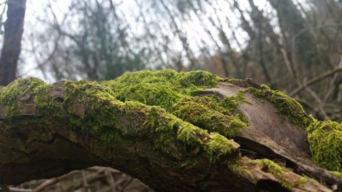 Tree trunk in forest