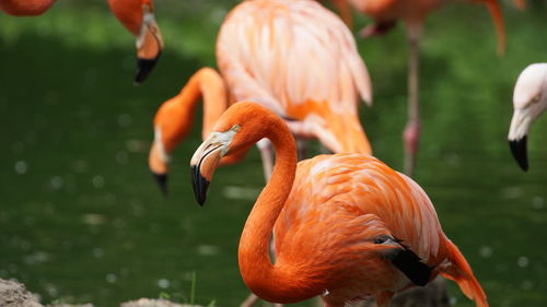 Close-up of pelican in water