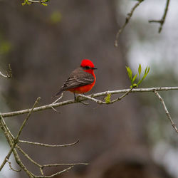 Bird perching on a branch