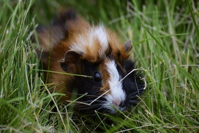 Close-up of guinea pig amidst grass