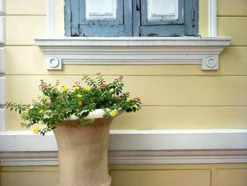 Flower plant on window of house