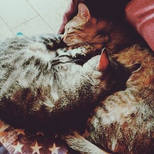 Close-up of cat relaxing