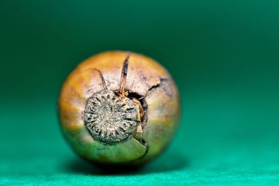 Close-up of watermelon against blue background