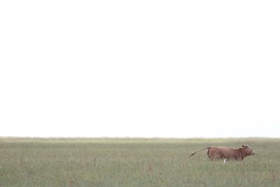 Horses in a field