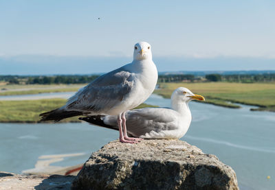 Seagull perching on rock by sea against sky