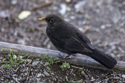 Close-up of bird perching outdoors