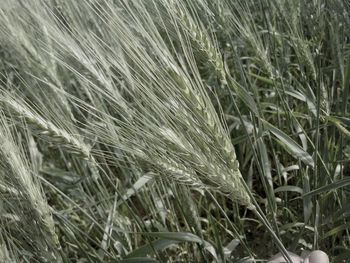 Close-up of plants growing on field