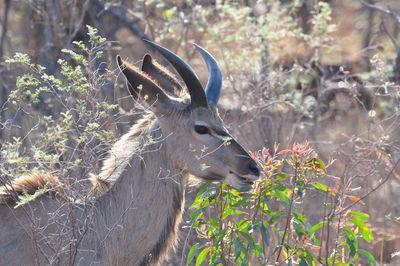 Close up of an animal