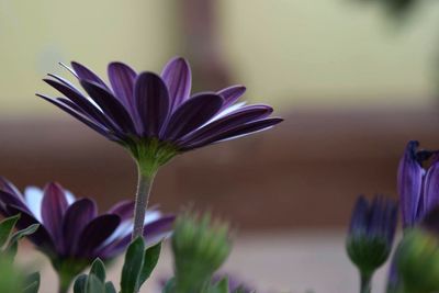 Close-up of purple flowers blooming outdoors