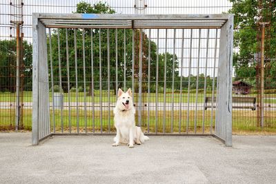 Portrait of dog sitting on wooden gate
