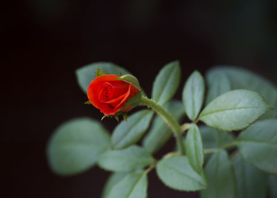 Close-up of red rose blooming outdoors