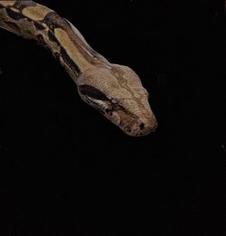 Close-up of lizard on black background