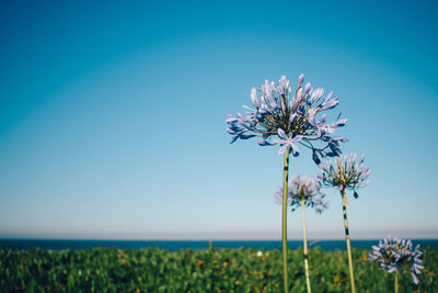 Flowers blooming on field against clear blue sky