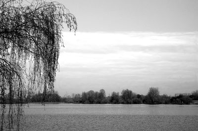 Bare trees by lake against sky