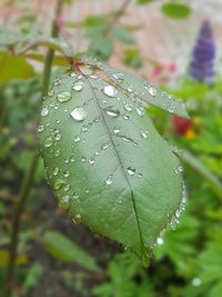 Close-up of raindrops on leaf