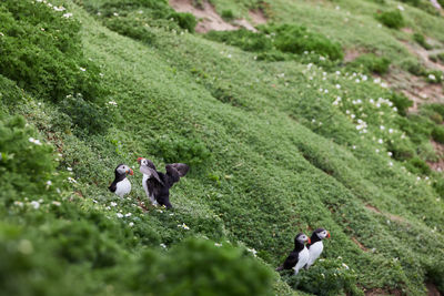 Puffin standing on a rock cliff . fratercula arctica