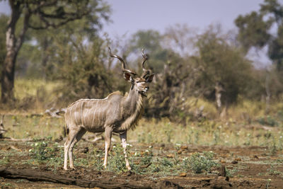 Deer standing on land in forest