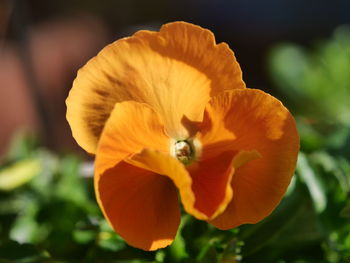 Close-up of yellow flower