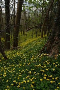 Yellow flowers growing in forest