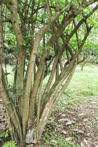 Close-up of bamboo trees in forest