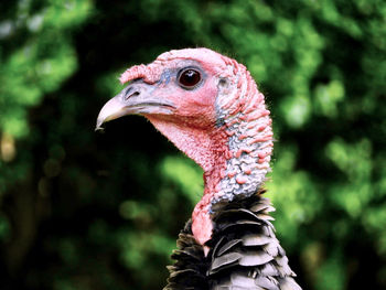 Close-up of rooster