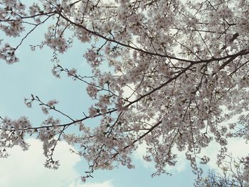 Low angle view of cherry blossom against sky