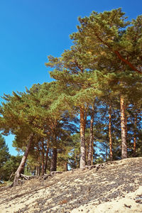 Low angle view of trees on field against clear blue sky