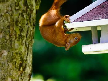 Eurasian red squirrel on birdhouse by tree