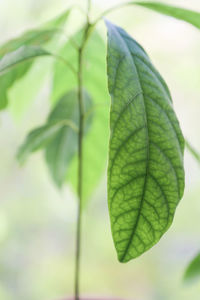 Close-up of green leaves